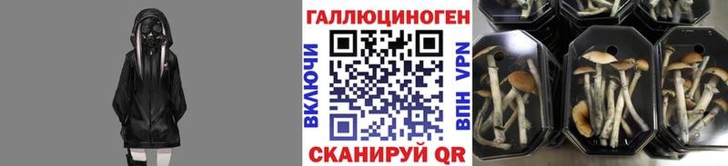 Купить где  Сураж  Псилоцибиновые грибы Psilocybe 